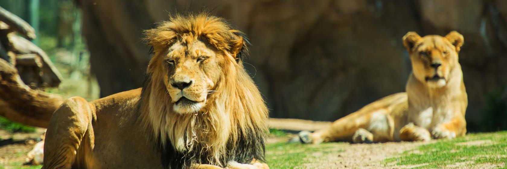 Dierentuin van Basel